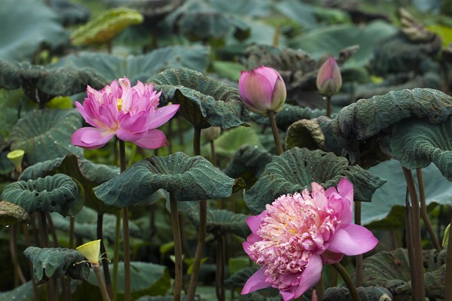 Colourful lotus pond in the suburbs of Hanoi - ảnh 12